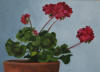 pink pelargonium