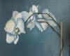 whte orchid